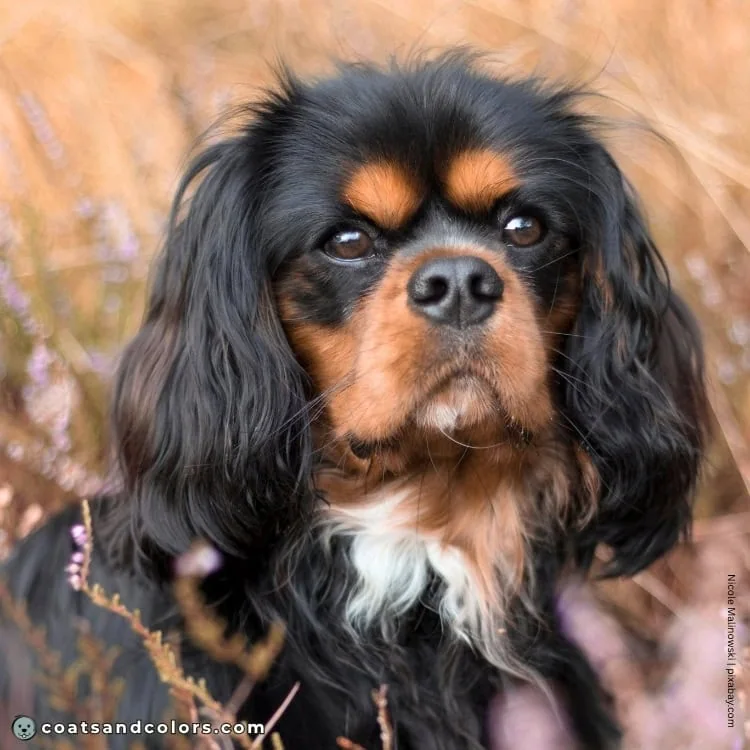 coatsandcolors.com Cavalier King Charles Spaniel Colors brown eyes 2