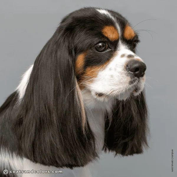 coatsandcolors.com Cavalier King Charles Spaniel Colors brown eyes 3