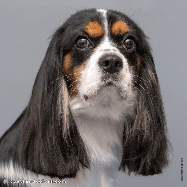 coatsandcolors.com Cavalier King Charles Spaniel Colors brown eyes 3b