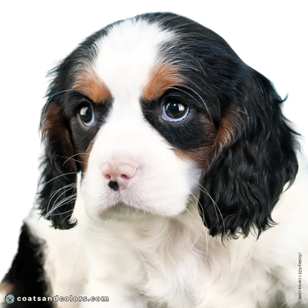 coatsandcolors.com Cavalier King Charles Spaniel Colors butterfly nose pink