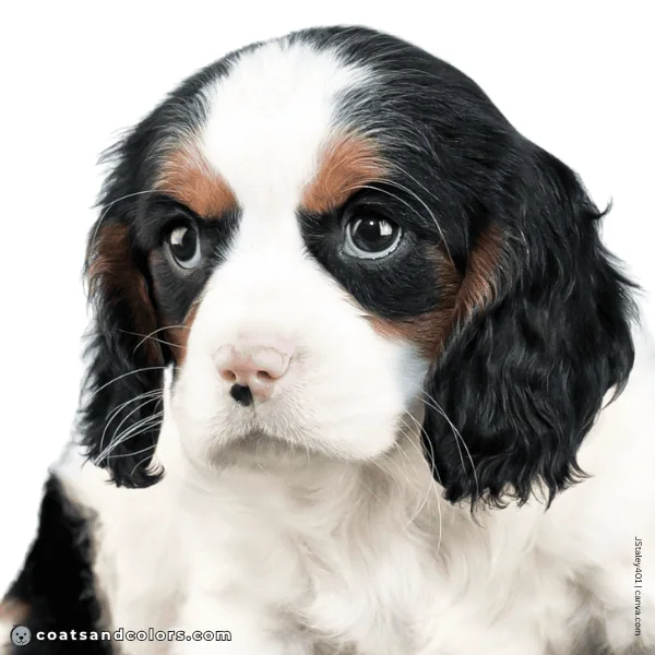 coatsandcolors.com Cavalier King Charles Spaniel Colors butterfly nose pink