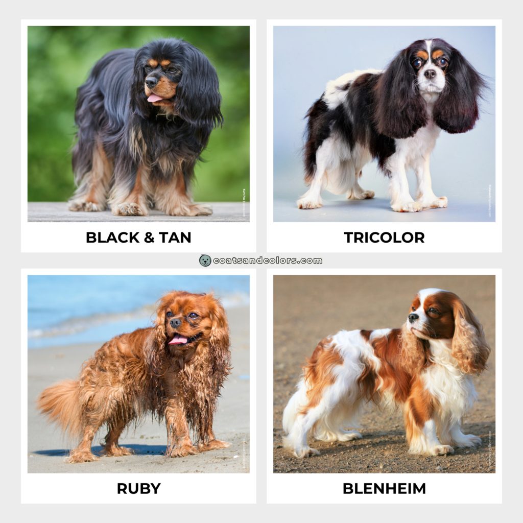 coatsandcolors.com Cavalier King Charles Spaniel Colors colors