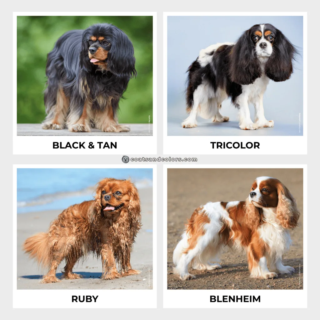 coatsandcolors.com Cavalier King Charles Spaniel Colors colors