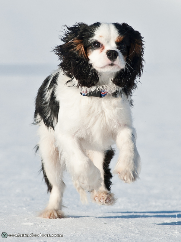 coatsandcolors.com Cavalier King Charles Spaniel Colors extended white