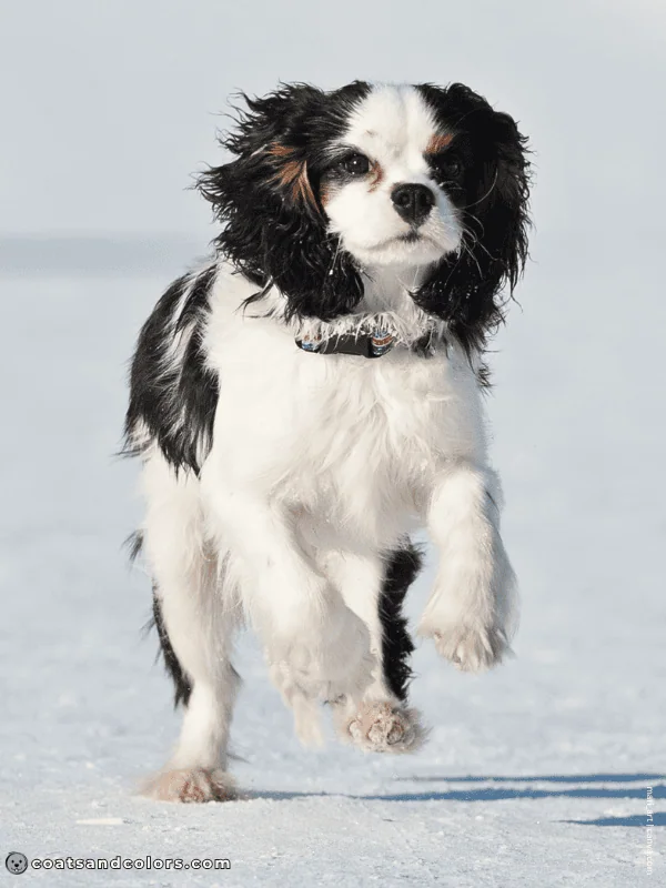 coatsandcolors.com Cavalier King Charles Spaniel Colors extended white
