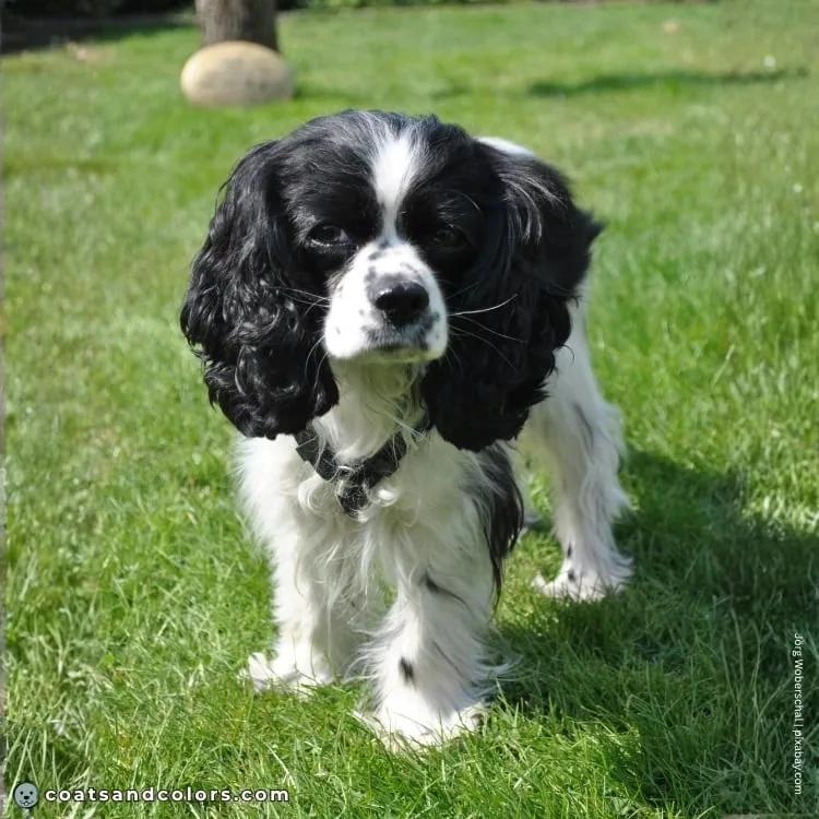 coatsandcolors.com Cavalier King Charles Spaniel Colors faulty color solid black white 2