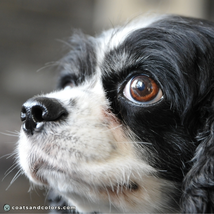 coatsandcolors.com Cavalier King Charles Spaniel Colors faulty color solid black white