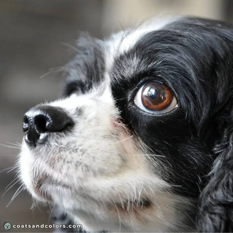 coatsandcolors.com Cavalier King Charles Spaniel Colors faulty color solid black white