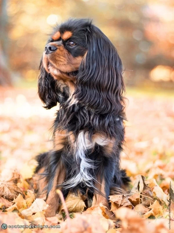 coatsandcolors.com Cavalier King Charles Spaniel Colors minimal white