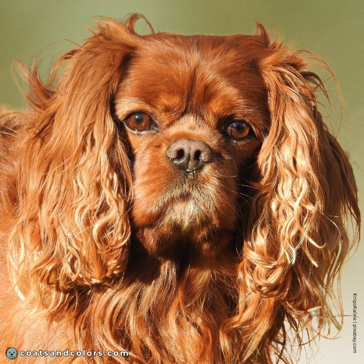 coatsandcolors.com Cavalier King Charles Spaniel Colors nose color ruby 1