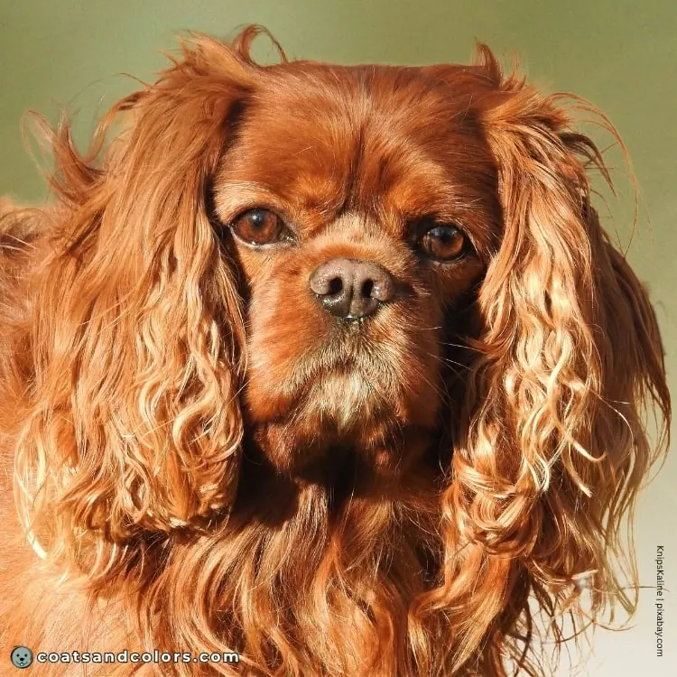 coatsandcolors.com Cavalier King Charles Spaniel Colors nose color ruby 1