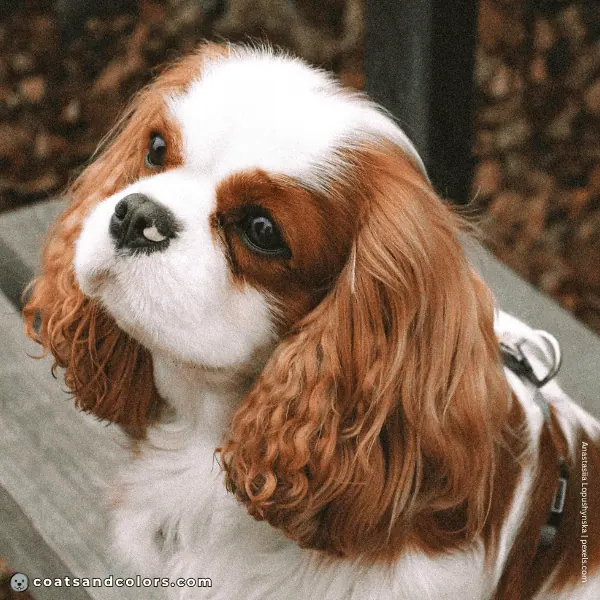 coatsandcolors.com Cavalier King Charles Spaniel Colors nose pink spot