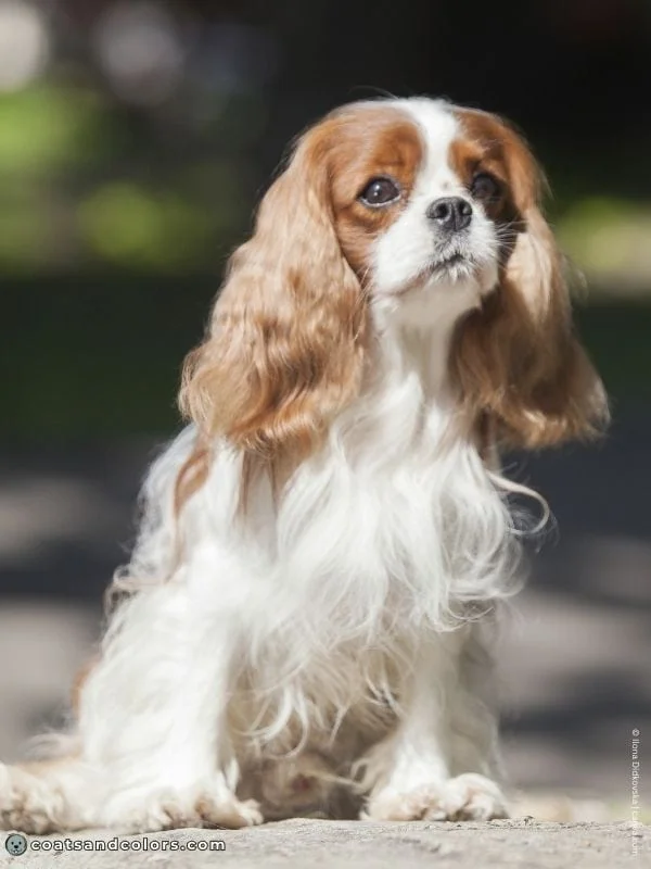 coatsandcolors.com Cavalier King Charles Spaniel Colors recessive red white Blenheim 2