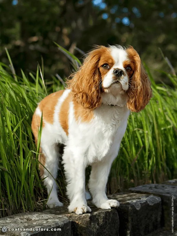 coatsandcolors.com Cavalier King Charles Spaniel Colors recessive red white Blenheim 3