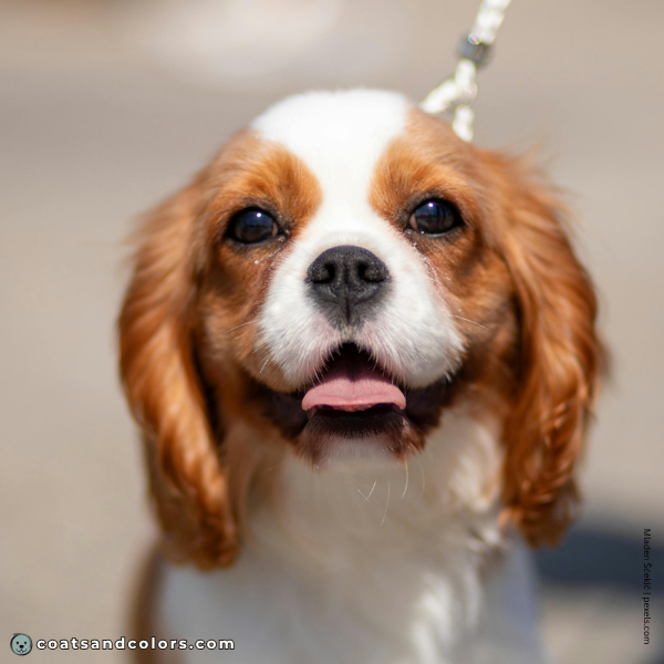 coatsandcolors.com Cavalier King Charles Spaniel Colors rube nose color black