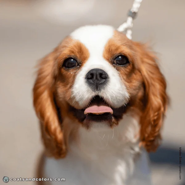 coatsandcolors.com Cavalier King Charles Spaniel Colors rube nose color black