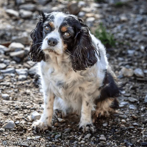 coatsandcolors.com Cavalier King Charles Spaniel Colors ticking 2