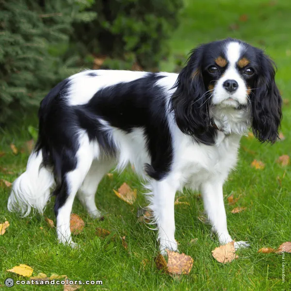 coatsandcolors.com Cavalier King Charles Spaniel Colors tricolor white