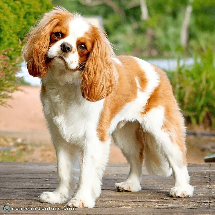 coatsandcolors.com Cavalier King Charles Spaniel Colors white 1