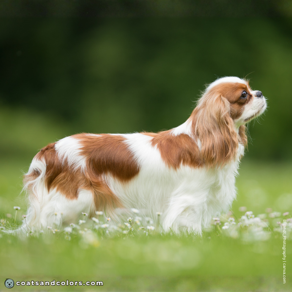 coatsandcolors.com Cavalier King Charles Spaniel Colors white 2