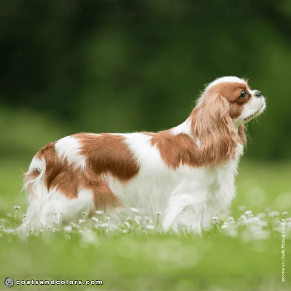 coatsandcolors.com Cavalier King Charles Spaniel Colors white 2