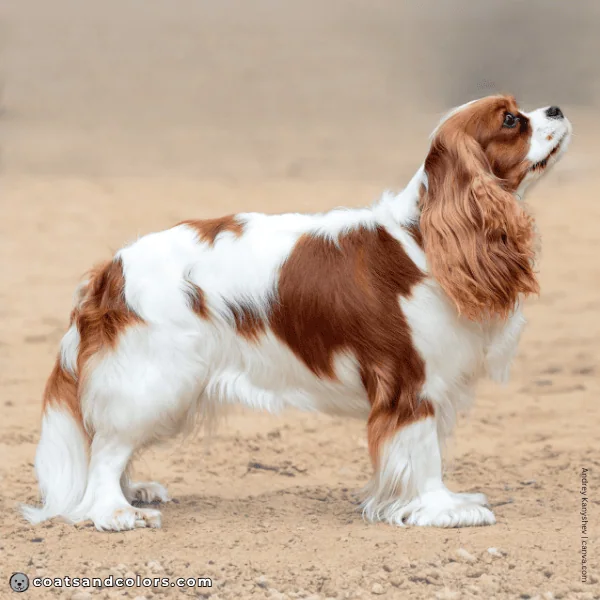 coatsandcolors.com Cavalier King Charles Spaniel Colors white 3