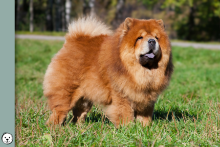 coatsandcolors.com Chow Chow Colors 900x600 1