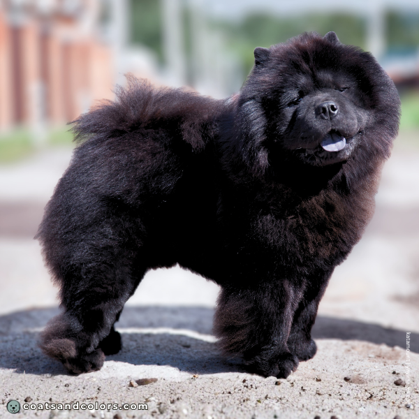 coatsandcolors.com Chow Chow Colors base color black