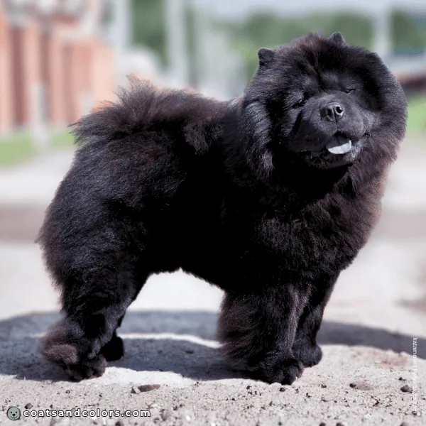 coatsandcolors.com Chow Chow Colors base color black