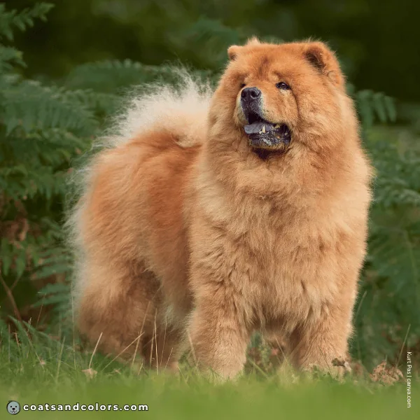 coatsandcolors.com Chow Chow Colors base pattern red