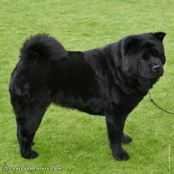 coatsandcolors.com Chow Chow Colors base pattern solid dark
