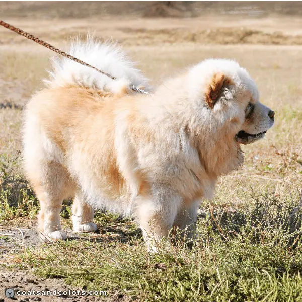 coatsandcolors.com Chow Chow Colors base patterns cream