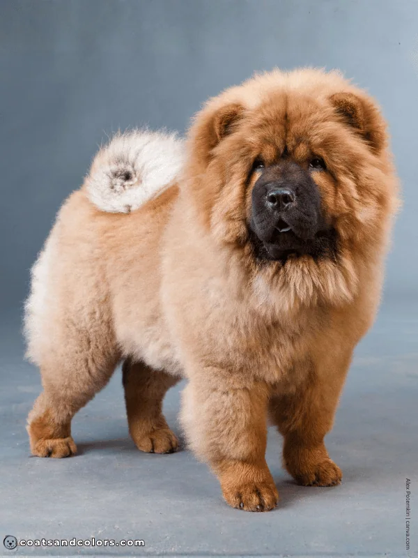 coatsandcolors.com Chow Chow Colors black mask 2
