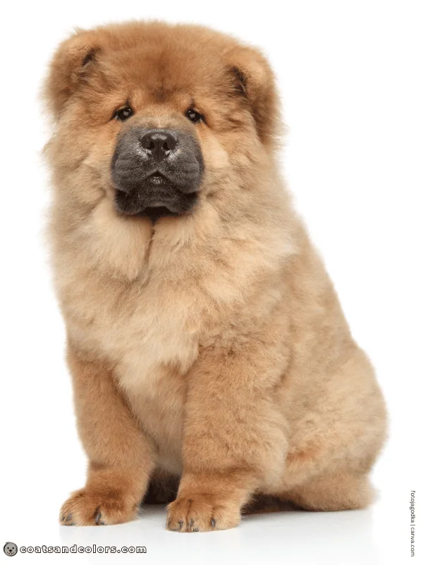 coatsandcolors.com Chow Chow Colors black mask 3