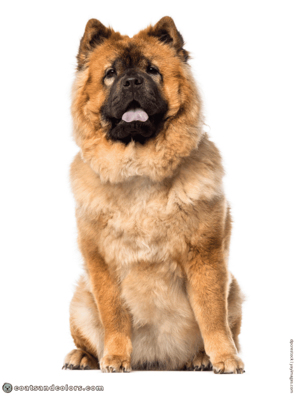 coatsandcolors.com Chow Chow Colors black mask