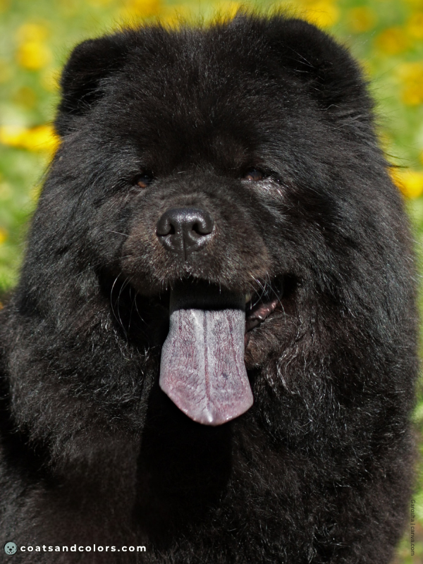 coatsandcolors.com Chow Chow Colors black tongue 3