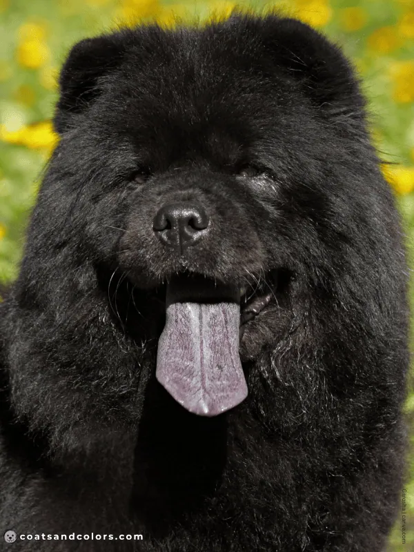 coatsandcolors.com Chow Chow Colors black tongue 3