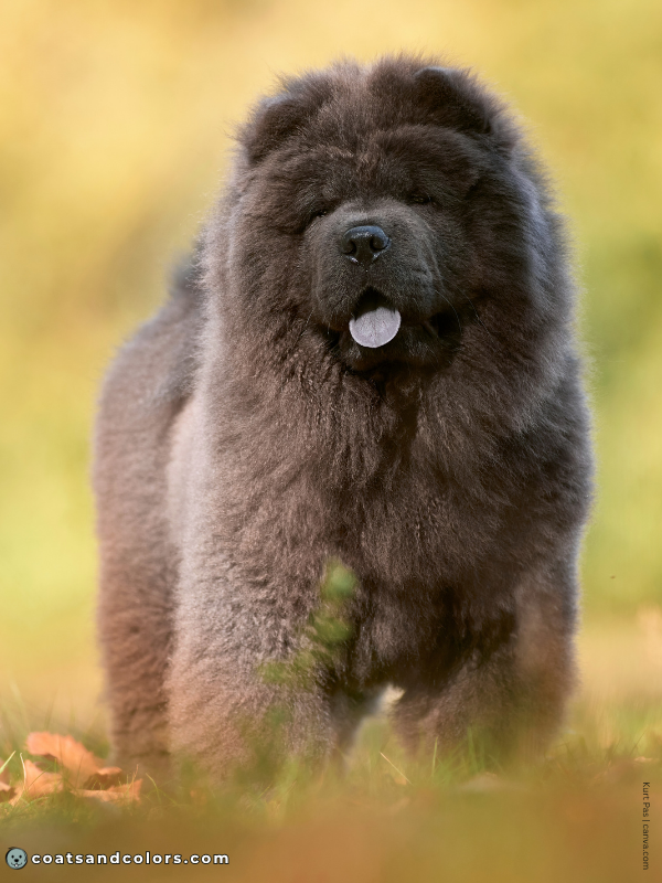 coatsandcolors.com Chow Chow Colors blue 2