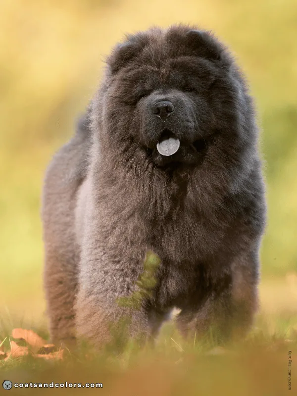 coatsandcolors.com Chow Chow Colors blue 2