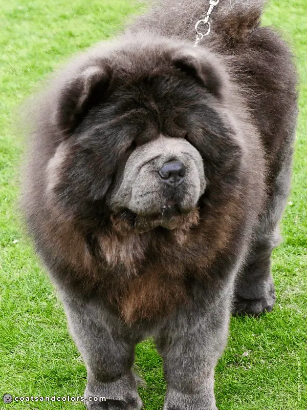 coatsandcolors.com Chow Chow Colors blue 3