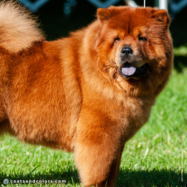 coatsandcolors.com Chow Chow Colors bright red