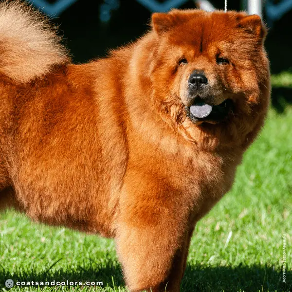 coatsandcolors.com Chow Chow Colors bright red