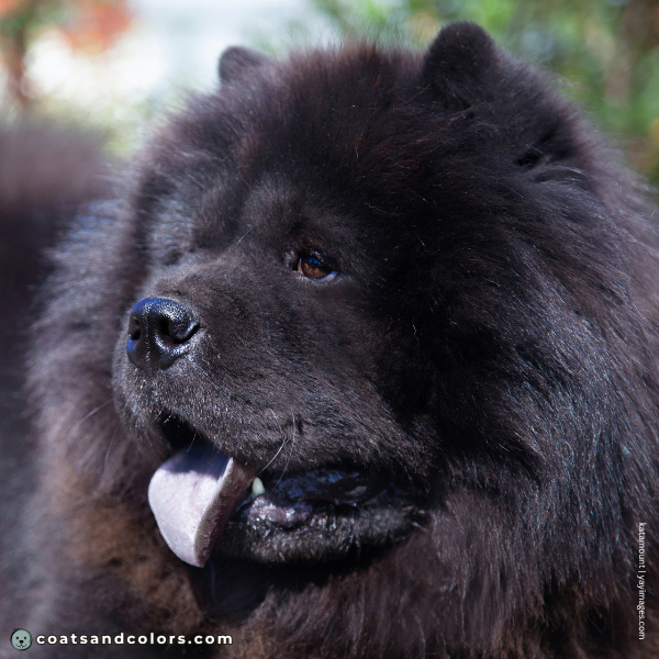 coatsandcolors.com Chow Chow Colors brown eyes
