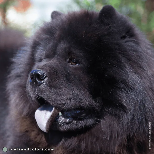 coatsandcolors.com Chow Chow Colors brown eyes