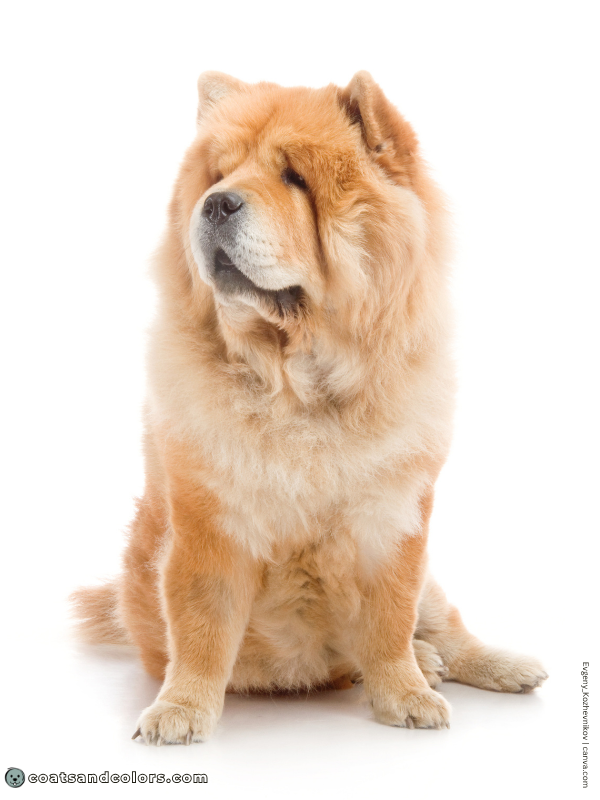 coatsandcolors.com Chow Chow Colors cinnamon 1