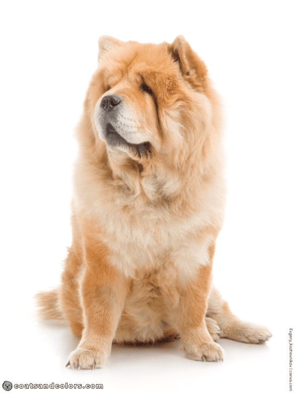 coatsandcolors.com Chow Chow Colors cinnamon 1