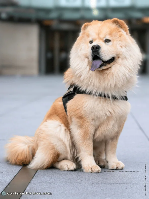 coatsandcolors.com Chow Chow Colors cinnamon 3