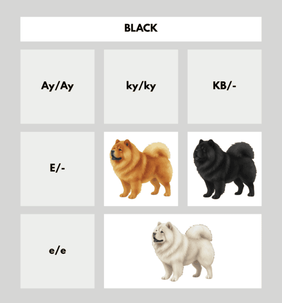 coatsandcolors.com Chow Chow Colors color chart black