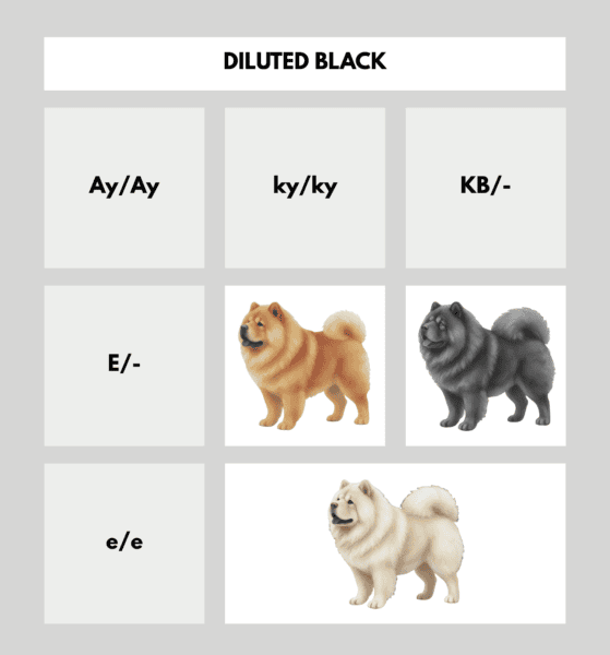 coatsandcolors.com Chow Chow Colors color chart diluted black