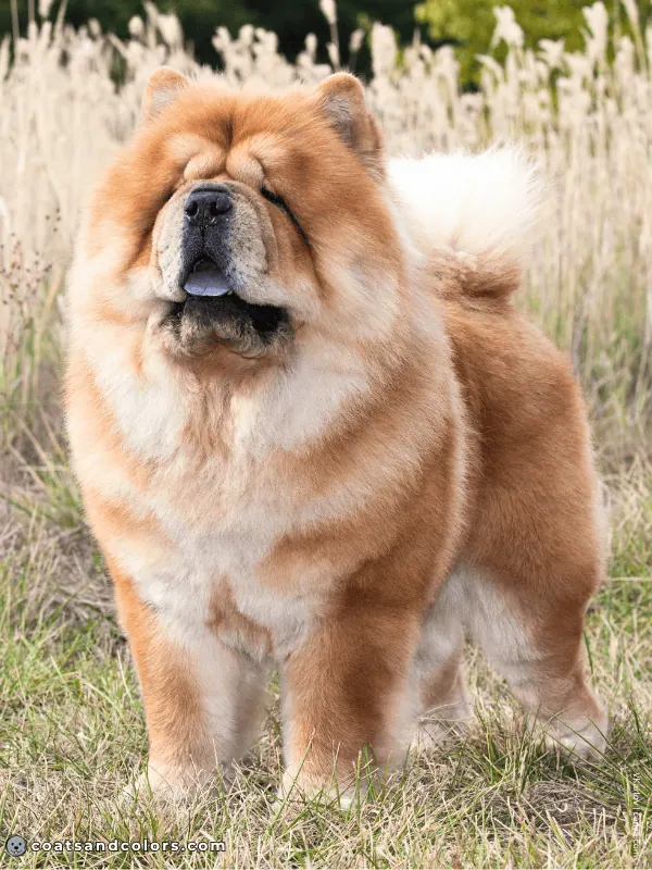 coatsandcolors.com Chow Chow Colors countershading 1